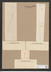 Synedra ulna var. amphirhynchus (Ehr.) Grun. (de-Toni-Nr.: Genus 66, Species 2584) Zeichnungen Sammlung Grunow Nr. 5200 (NHMW-BOT-W0373562)